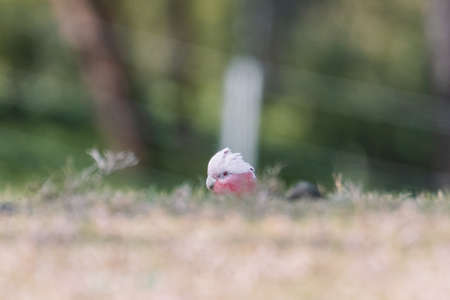 Australian Galah Bird, Kangaroo Valley NSWの写真素材