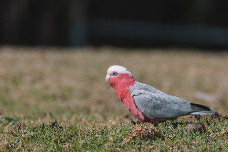Australian Galah Bird, Kangaroo Valley NSWの写真素材