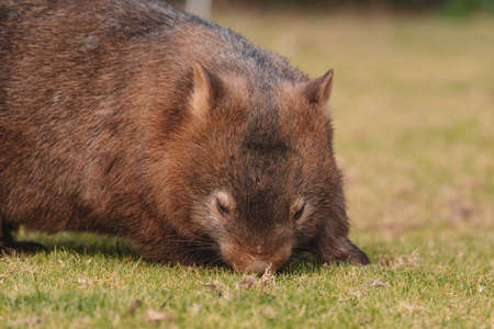 Common Wombat, Kangaroo Valley NSW, Australia.の写真素材