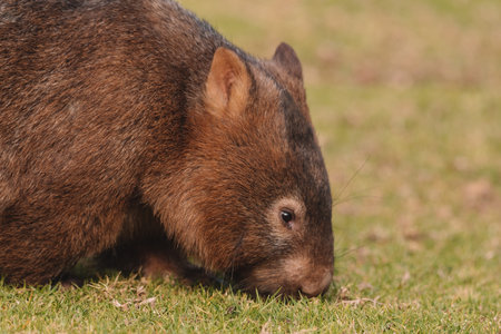 ウォンバットの写真 イラスト素材一覧 2 041件 ストックフォトのamanaimages Plus