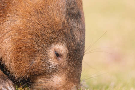 Common Wombat, Kangaroo Valley NSW, Australia.の写真素材