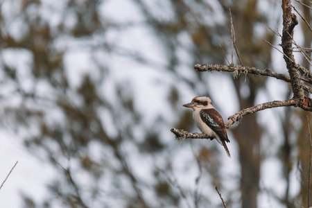 Laughing Kookaburra sitting in a tree.の写真素材