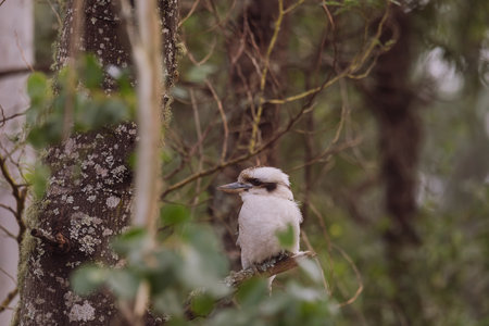 Laughing Kookaburra sitting in a tree.の写真素材