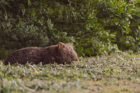 Common wombat, Kangaroo valley, NSW, Australiaの写真素材