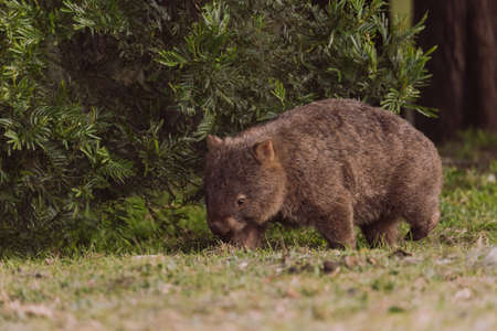 Common wombat, Kangaroo valley, NSW, Australiaの写真素材