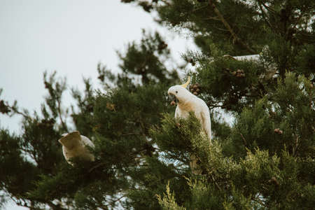White Cockatoo bird sitting in a tree.の写真素材