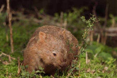 Common wombat, Kangaroo valley, NSW, Australiaの写真素材