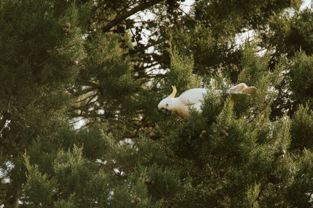 White Cockatoo bird sitting in a tree.
