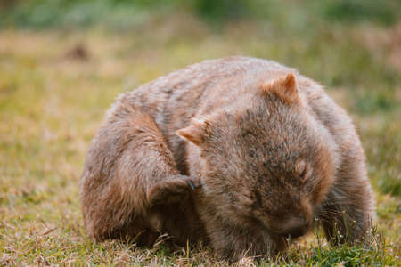 Common wombat, Kangaroo valley, NSW, Australiaの写真素材