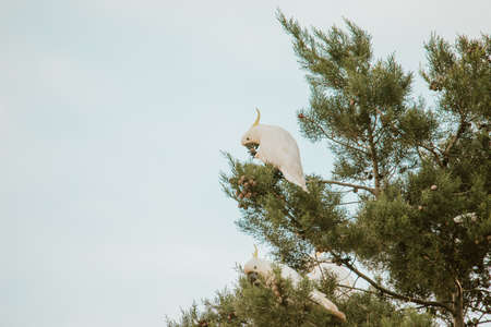White Cockatoo bird sitting in a tree.の写真素材
