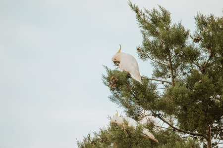 White Cockatoo bird sitting in a tree.の写真素材