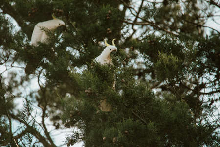 White Cockatoo bird sitting in a tree.の写真素材