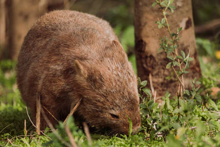 Common wombat, Kangaroo valley, NSW, Australiaの写真素材