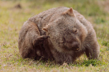Common wombat, Kangaroo valley, NSW, Australiaの写真素材