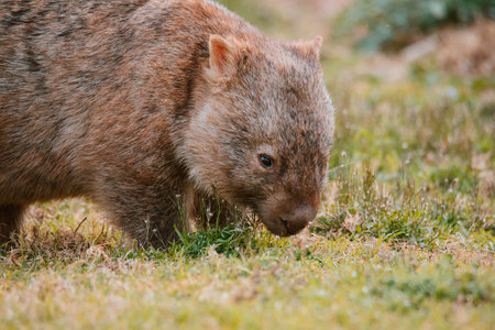 Common wombat, Kangaroo valley, NSW, Australiaの写真素材