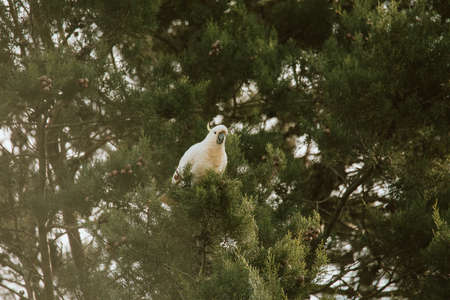 White Cockatoo bird sitting in a tree.の写真素材