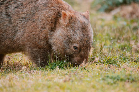 Common wombat, Kangaroo valley, NSW, Australiaの写真素材