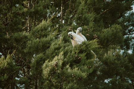 White Cockatoo bird sitting in a tree.の写真素材