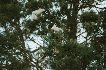 White Cockatoo bird sitting in a tree.の写真素材