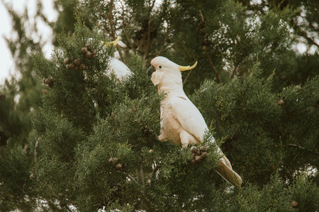 White Cockatoo bird sitting in a tree.の写真素材