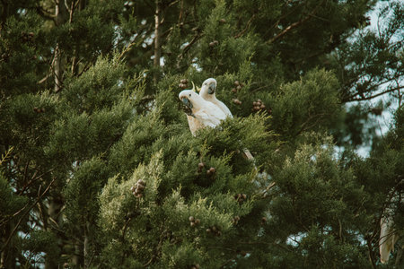White Cockatoo bird sitting in a tree.の写真素材