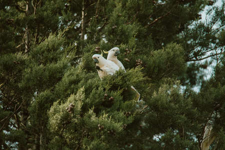 White Cockatoo bird sitting in a tree.の写真素材