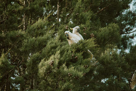 White Cockatoo bird sitting in a tree.の写真素材