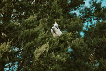 White Cockatoo bird sitting in a tree.の写真素材