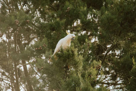 White Cockatoo bird sitting in a tree.の写真素材