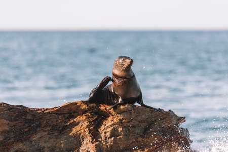 Fur seal sitting on a rock.の写真素材
