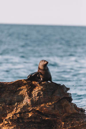 Fur seal sitting on a rock.の写真素材