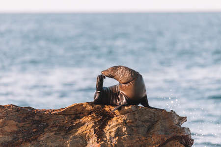 Fur seal sitting on a rock.の写真素材