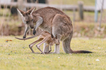Mother Kangaroo with her Joeyの写真素材