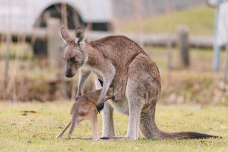 Mother Kangaroo with her Joeyの写真素材