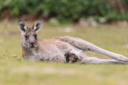 Mother Kangaroo with her Joeyの写真素材