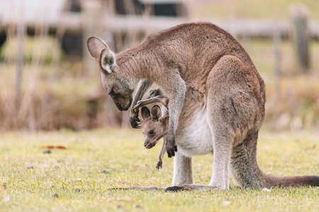 Mother Kangaroo with her Joeyの写真素材