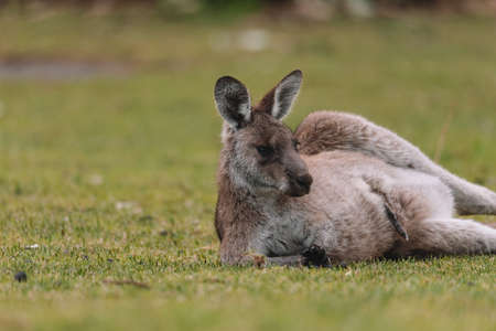 Mother Kangaroo with her Joeyの写真素材