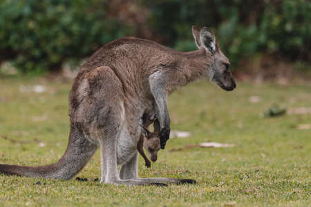 Mother Kangaroo with her Joeyの写真素材
