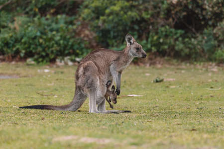Mother Kangaroo with her Joeyの写真素材
