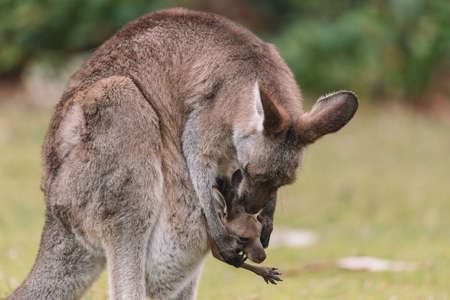 Mother Kangaroo with her Joeyの写真素材