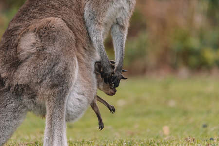 Mother Kangaroo with her Joeyの写真素材