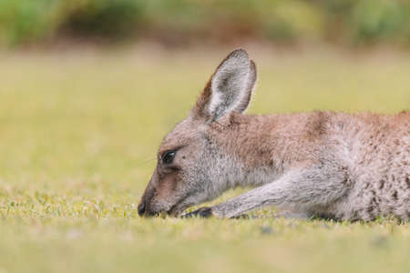 Australian kangaroo sitting in a fieldの写真素材