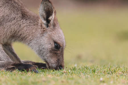 Australian kangaroo sitting in a fieldの写真素材