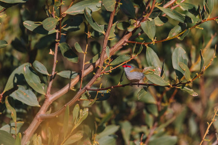 Red-Browed finch, Australian bird sitting on a tree branch.