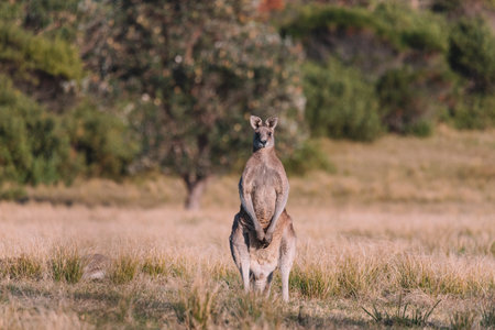 Male Eastern Grey Kangaroo in a field.の写真素材