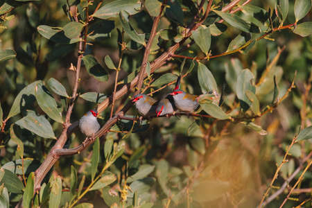 Red-Browed finch, Australian bird sitting on a tree branch.の写真素材