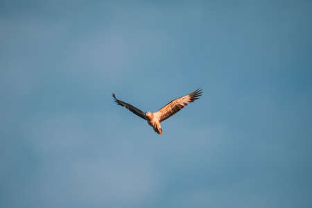 Immature white-bellied Sea Eagle flying in the sky.の写真素材