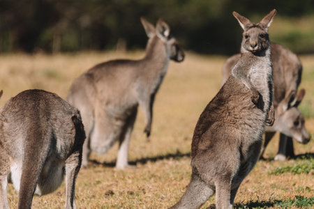 Eastern Grey Kangaroo, Ulladulla, NSW, Australia.の写真素材
