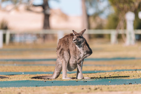 Eastern Grey Kangaroo, Ulladulla, NSW, Australia.の写真素材