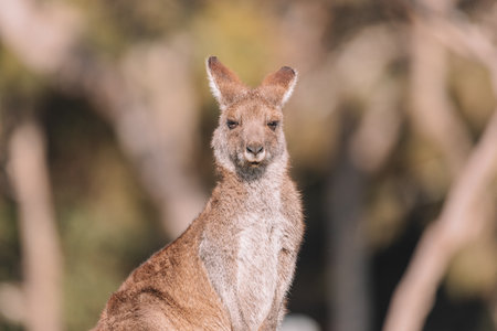 Eastern Grey Kangaroo, Ulladulla, NSW, Australia.の写真素材